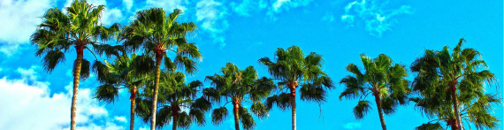 Palm Trees
